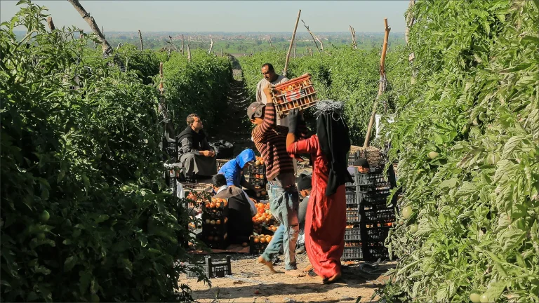 فرص العمل المتاحة للعرب في فرنسا لعام 2025: وظائف بارزة في مجال الزراعة